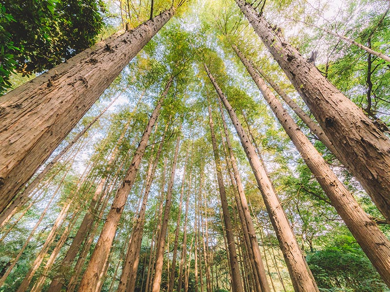 湖南壹木家居有限公司,生態(tài)木飾面板材,湖南科技木飾面板材